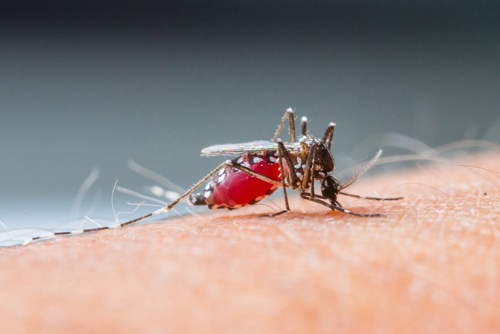 Muỗi Culex là vật trung gian lây nhiễm bệnh viêm não Nhật Bản