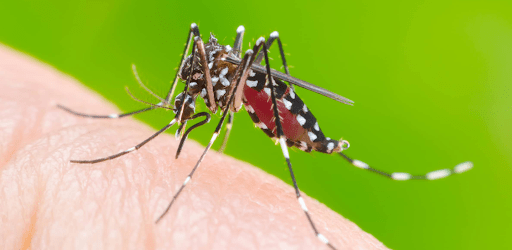 Muỗi aedes gây nên sốt xuất huyết