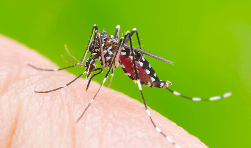 Muỗi gây nên sốt xuất huyết