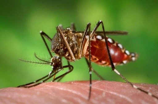 Muỗi vằn truyền một trong 4 chủng sốt xuất huyết (virus Dengue) từ người bệnh sang người khỏe mạnh