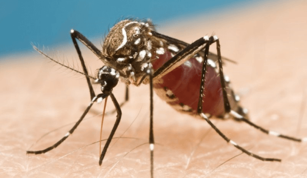 Muỗi vằn - thủ phạm truyền bệnh sốt suất huyết