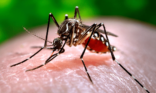 Muỗi aedes gây sốt xuất huyết
