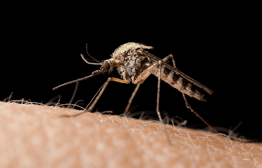 muỗi anophen gây bệnh sốt rét