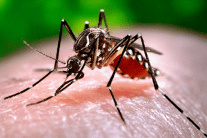 Muỗi cái Aedes aegypti - Nguyên nhân gây bệnh sốt xuất huyết