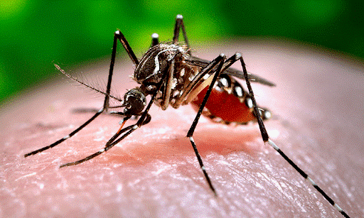 Muỗi cái Aedes aegypti - Nguyên nhân gây bệnh sốt xuất huyết