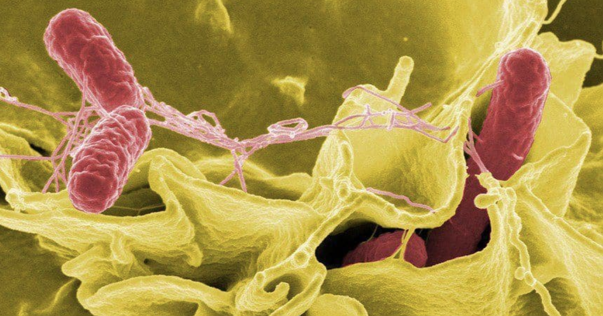 vi khuẩn Salmonella typhi