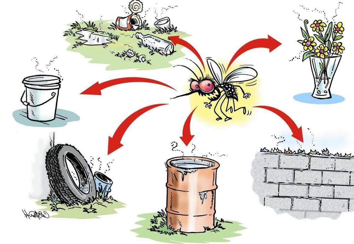 Những môi trường muỗi dễ phát triển 