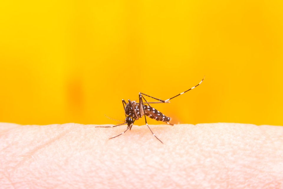 Bệnh sốt da vàng chủ yếu gây ra bởi muỗi Aedes aegypti